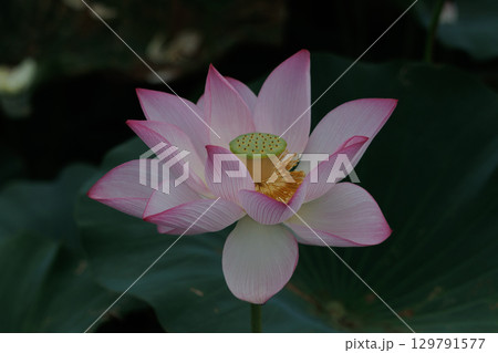 蓮の花　 129791577