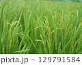 田舎の夏景色-緑の若い稲穂と田んぼ 129791584