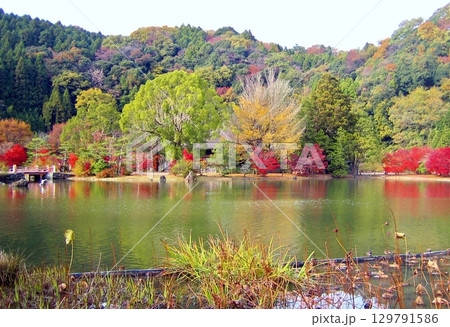 紅葉の白水阿弥陀堂 2011 紅葉の白水阿弥陀堂 2011 129791586
