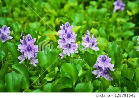 公園の池に咲くホテイアオイの薄紫色の花（夏、八月） 129791643