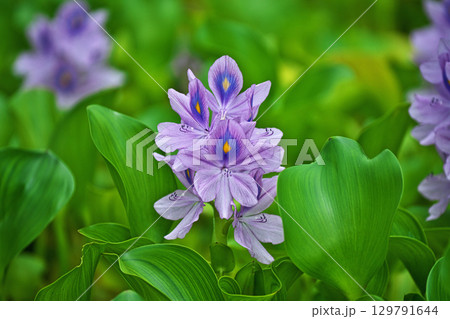公園の池に咲くホテイアオイの薄紫色の花（夏、八月） 129791644