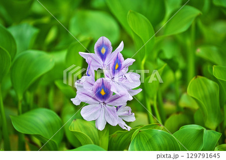 公園の池に咲くホテイアオイの薄紫色の花（夏、八月） 129791645