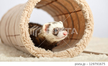 Playful ferret peeks out from cozy, soft tunnel, showcasing its curious nature and adorable features. warm colors and plush texture create comforting atmosphere 129791675