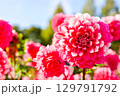 青空に映えるピンクのダリア（世羅町・花の森） 129791792