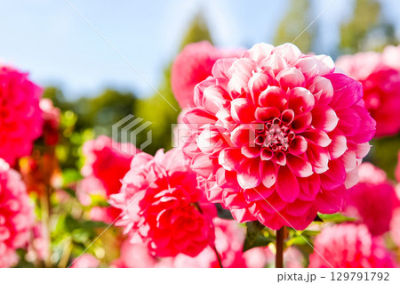 青空に映えるピンクのダリア(世羅町・花の森) 青空に映えるピンクのダリア(世羅町・花の森) 129791792