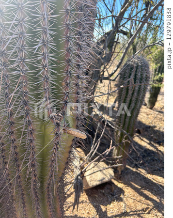 Saguaro cactus spines and texture close up in Saguaro National Park Saguaro cactus spines and texture close up in Saguaro National Park 129791838