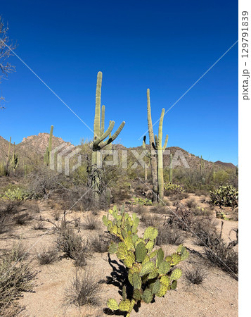 Prickly pear and saguaros in Saguaro National Park, Arizona desert 129791839