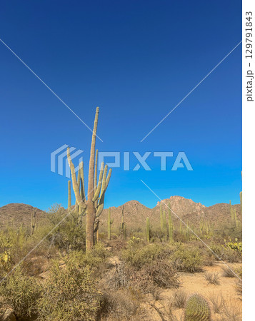 Majestic Saguaro cactus in Arizona desert in Saguaro National Park 129791843