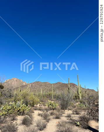 Prickly pear and saguaros in Saguaro National Park, Arizona desert 129791924