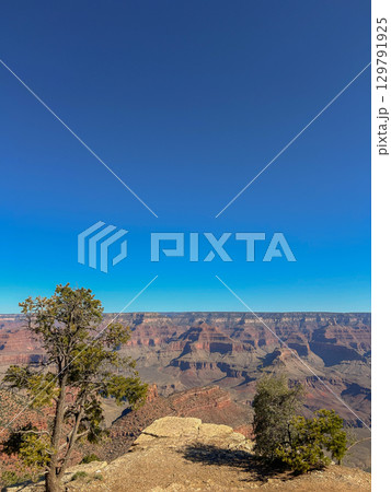 Grand Canyon National Park vista framed by trees in Arizona 129791925