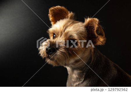 ヨークシャテリア　ムギくん 129792562