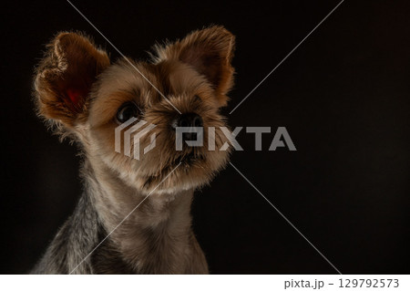 ヨークシャテリア ムギくん ヨークシャテリア ムギくん 129792573