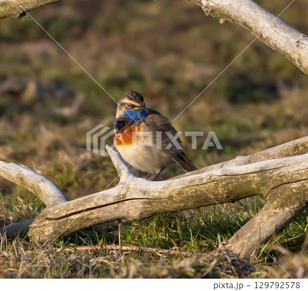Bluethroat (Luscinia svecica) sitting on a tree trunk on southern Oland, Sweden. 129792578