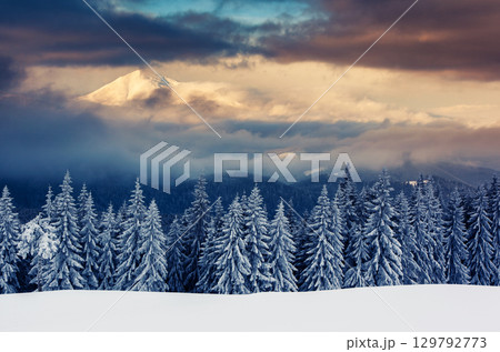 winter 129792773