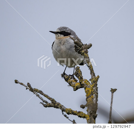 Northern Wheatear (Oenanthe oenanthe) sitting in a tree on southern Oland, Sweden. Northern Wheatear (Oenanthe oenanthe) sitting in a tree on southern Oland, Sweden. 129792947