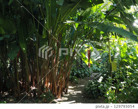 緑の回廊に吊るされた炎―ケアンズの森路 129793054