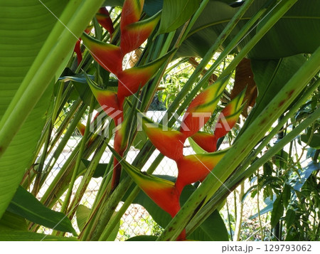 吊るされた炎の列―ケアンズ植物園のヘリコニア 129793062