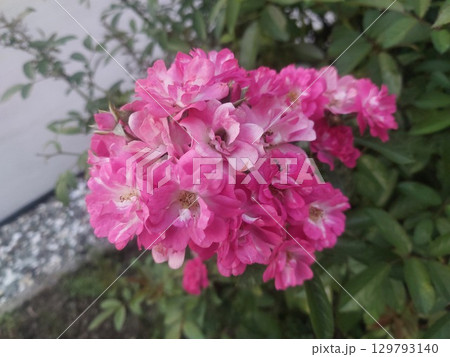 ピンク色の小さな花 129793140