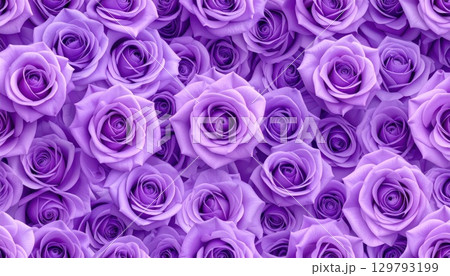 《AI画像》埋め尽くされた紫色の薔薇の花 129793199