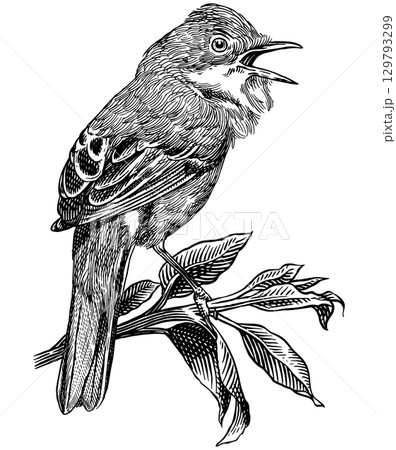 Whitethroat warbler Hand drawn illustration. Isolated bird species in detailed engraving style Whitethroat warbler Hand drawn illustration. Isolated bird species in detailed engraving style 129793299