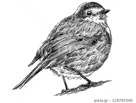 Robin hand drawn illustration. Isolated bird species in detailed engraving style, hatching and line Robin hand drawn illustration. Isolated bird species in detailed engraving style, hatching and line 129793300