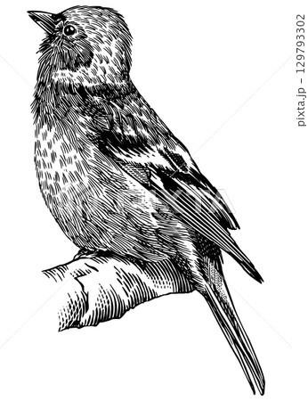 Common chaffinch. Hand drawn illustration. Isolated bird species in detailed engraving style Common chaffinch. Hand drawn illustration. Isolated bird species in detailed engraving style 129793302