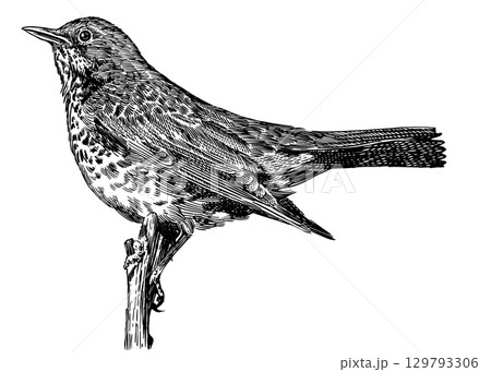 Thrush fieldfare on a brach. Hand drawn illustration. Isolated bird species in detailed engraving Thrush fieldfare on a brach. Hand drawn illustration. Isolated bird species in detailed engraving 129793306
