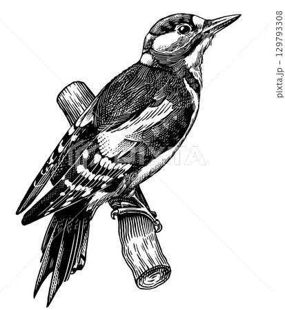 Great spotted woodpecker on a branch. Hand drawn illustration. Isolated bird species in detailed 129793308