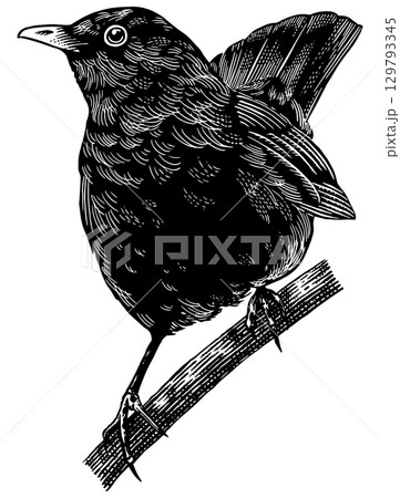 Blackbird or black thrush.Hand drawn illustration. Isolated bird species in detailed engraving style 129793345