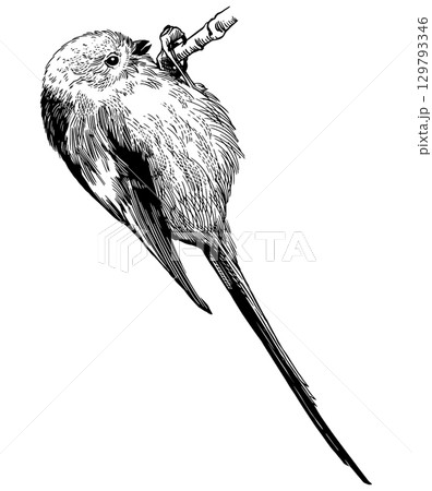 Long tailed tit .Hand drawn illustration. Isolated bird species in detailed engraving style 129793346