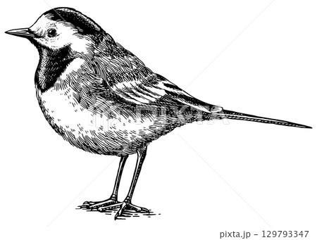 White wagtail Hand drawn illustration. Isolated bird species in detailed engraving style, hatching 129793347