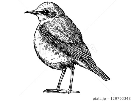 Northern Wheatear . Hand drawn illustration. Isolated bird species in detailed engraving style Northern Wheatear . Hand drawn illustration. Isolated bird species in detailed engraving style 129793348