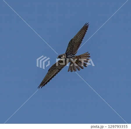 Eurasian Hobby (Falco subbuteo) adult, flying against blue sky on southern Oland, Sweden. Eurasian Hobby (Falco subbuteo) adult, flying against blue sky on southern Oland, Sweden. 129793355