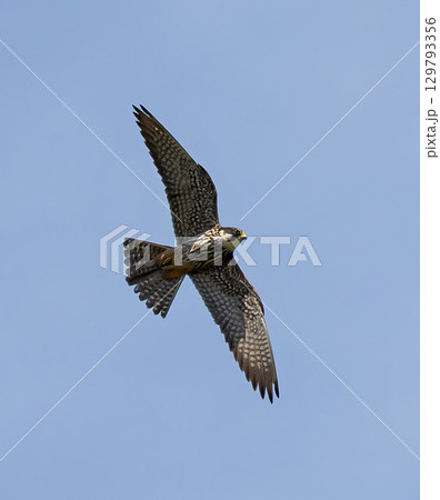 Eurasian Hobby (Falco subbuteo) adult, flying against blue sky on southern Oland, Sweden. Eurasian Hobby (Falco subbuteo) adult, flying against blue sky on southern Oland, Sweden. 129793356