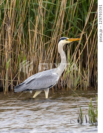 Grey Heron (Ardea cinerea) at the Baltic Sea coast on eastern Oland, Sweden. 129793391