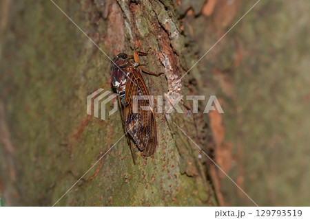 アブラゼミ アブラゼミ 129793519