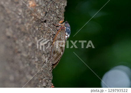 アブラゼミ アブラゼミ 129793522