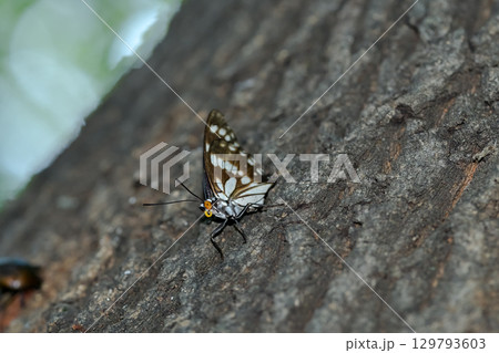 ゴマダラチョウ 129793603