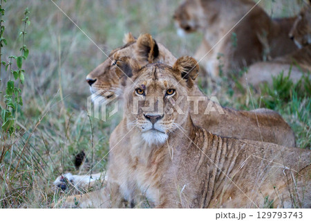 鋭い眼差しを持つ傷ついたライオンのメス 129793743
