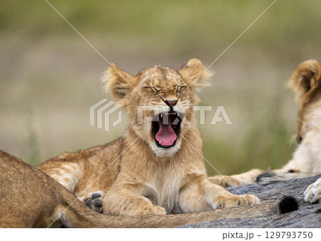 あくびをするライオンの子供、サバンナの休息風景 129793750