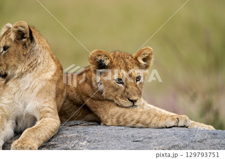 岩の上で眠る子ライオン（セレンゲティ国立公園） 129793751