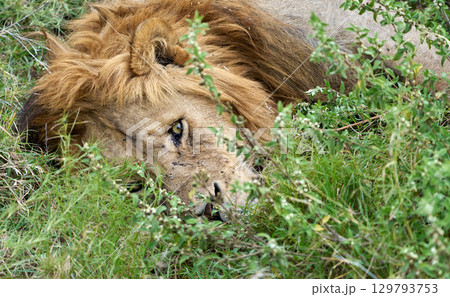 草むらで休む雄ライオンのアップ（セレンゲティ） 129793753