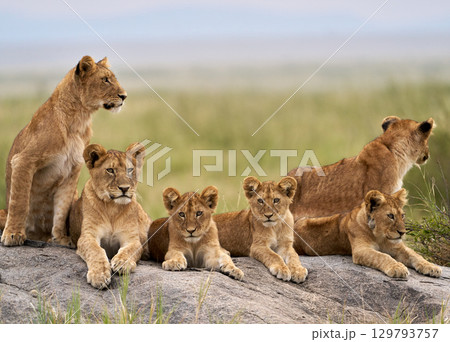 セレンゲティの岩の上でくつろぐライオンの家族 129793757