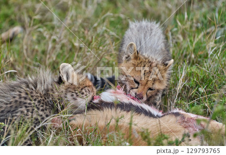 必死に肉を食べるチーターの幼獣たち 必死に肉を食べるチーターの幼獣たち 129793765