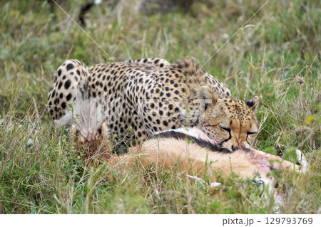 親子で獲物を味わうチーターたちのリアルな狩り風景 129793769