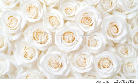《AI画像》たくさんの真っ白な薔薇の花 129793892