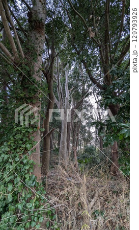 樹木 樹木 129793926