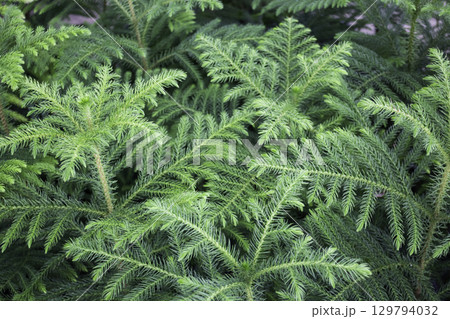 Variety of plants and flowers at flower market 129794032