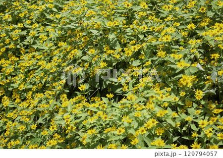 Variety of plants and flowers at flower market Variety of plants and flowers at flower market 129794057