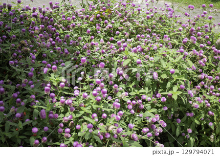 Variety of plants and flowers at flower market Variety of plants and flowers at flower market 129794071